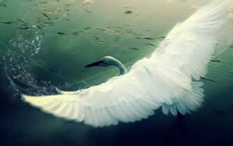 Swan White Animals Oldtimewallpaper Antique Wallpaper