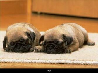 Pug Puppies Wallpaper Animals Animaljpg Ru