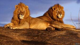 Wild Lion HD Wallpaper Photography 1080p Background