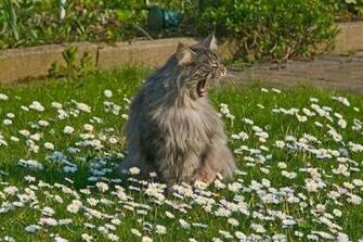 Cat In Flowers Wallpaper Gallery