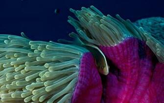 National Geographic Daily Photos Magazine