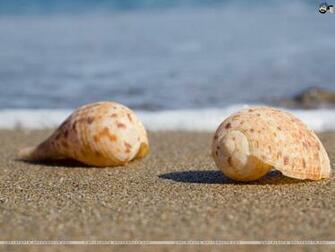 Seashells Wallpaper