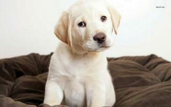Labrador Puppy Wallpaper Animal