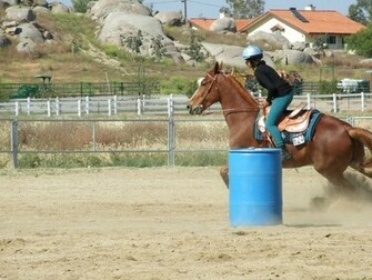 Barrel Racing With Twinkie Horses Photo
