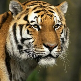 Tiger Wallpaper Siberian Or Amur