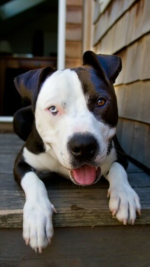 Pitbull Htc One Wallpaper Best And Easy To