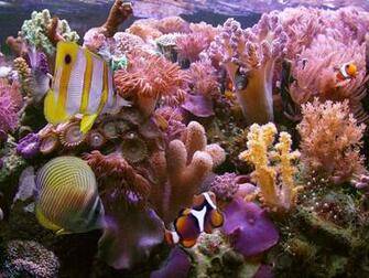 Coral Reef Wallpaper Widescreen Sea And Sunset
