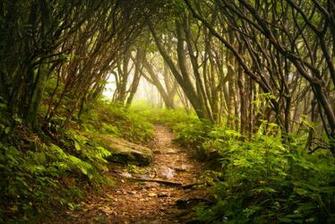 Appalachian Hiking Trail Blue Ridge Mountains Forest Fog Nature