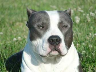 American Bully Dog Photo And Wallpaper Beautiful