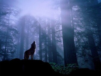 Lobos Wallpaper
