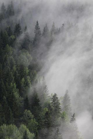 Foggy Trees Pine Forest iPhone Wallpaper Screensaver
