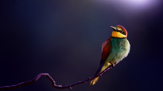 Picture Of Beautiful Birds HD Wallpaper