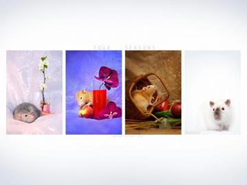 Four Seasons Ratties Wallpaper Stock Photos