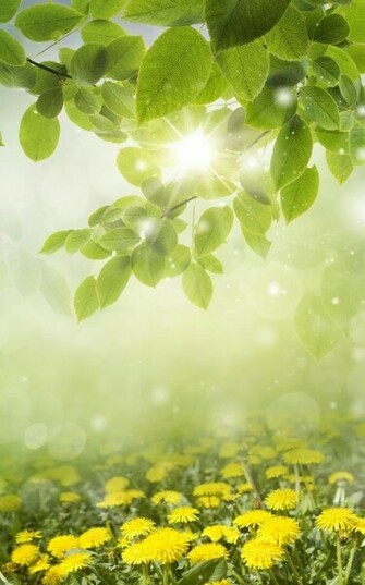 Spring Meadow Live Wallpaper Android Apps On Google Play