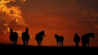 Horses Wallpaper Desktop
