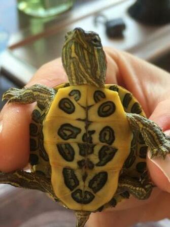 Log Jumping Peninsula Cooter Turtles Wallpaper Animals