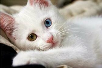 White Cat Wallpaper Beautiful Desktop