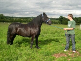 Friesian Brown Running Horse Wallpaper Black