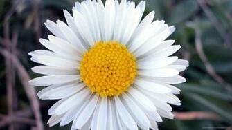 Daisy Flower Close Up Wallpaper