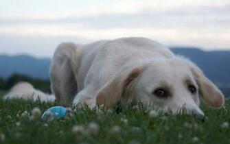Labrador Retriever Computer Wallpaper Desktop Background