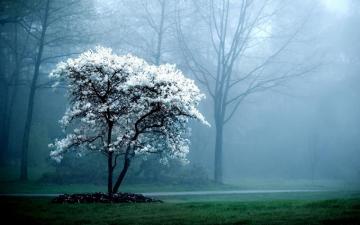 Peaceful Wallpaper Top Background