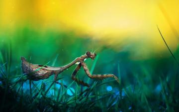 Insect HD