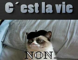 Cat Meme Quote Funny Humor Grumpy French Sadic Wallpaper Background
