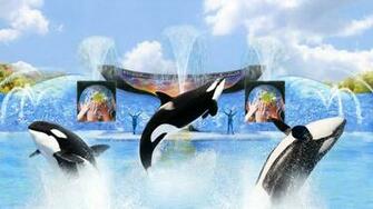 Shamu Wallpaper