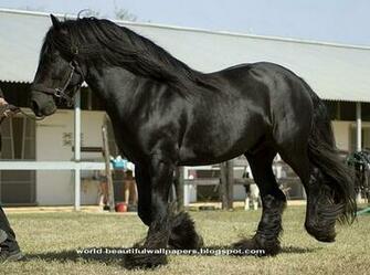 Beautiful Wallpaper Friesian Horse Pictures