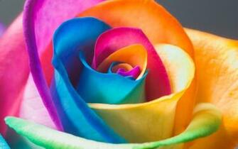 Rainbow Roses Wallpaper