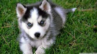 Cute Husky Puppy Wallpaper