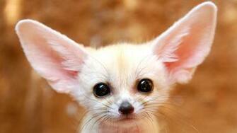 Fennec Fox Wallpaper And Background Image Net