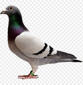 Igeon Pigeon With Transparent Background Png Image