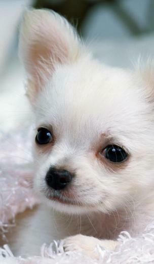 Original Wallpaper White Chihuahua