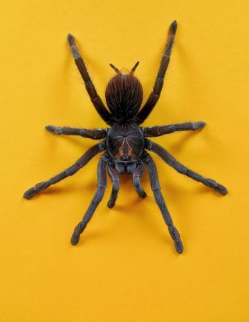 Hq Spider Pictures Image