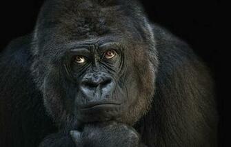 Wallpaper Gorilla Monkey Thinker Animals