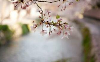Cherry Blossoms Wallpaper