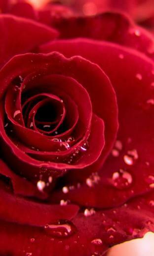 Roses Valentine Wallpaper Screenshot