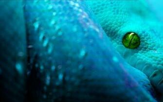 Snakes Animated Wallpaper Desktopanimated