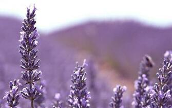 Lavender Flower Wallpaper