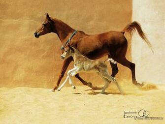 Les Chevaux Et Chats Dont Un Uniquement De Pur Sang Arabes