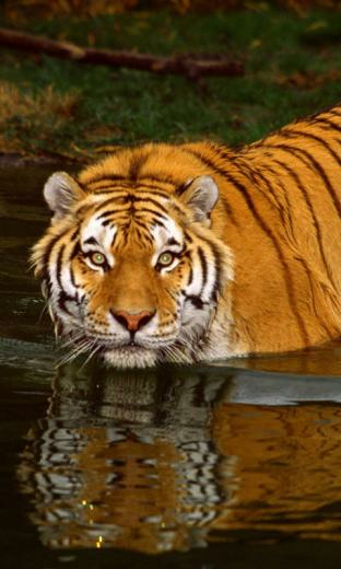 Tiger Wallpaper For Android