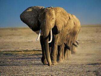 Gallery For Gt Elephant Wallpaper
