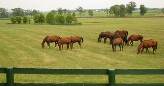 Horse Farm Wallpaper Ky Farms By Kdunning44