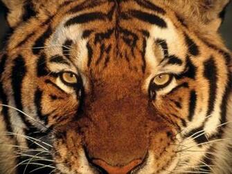 Tiger Screensaver Screensavers