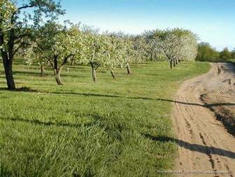 Orchard Wallpaper From Votes