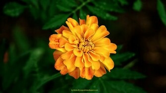 Orange Yellow Flower Wallpaper Resolution
