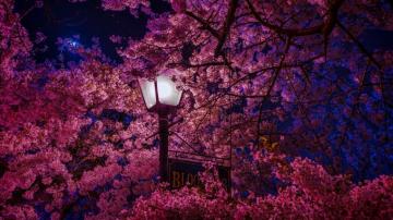 Sakura Tree At Night