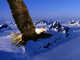 Eagle Desktop Wallpaper