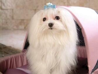 Maltese Dogs Wallpaper